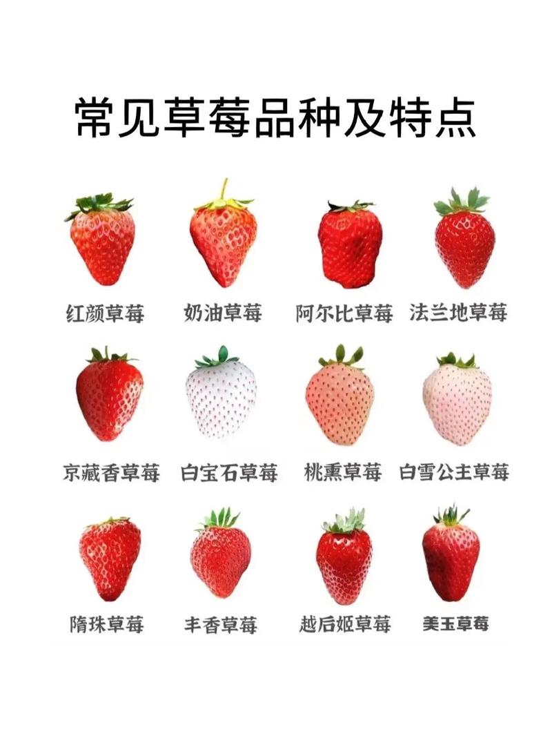草莓如何保鲜